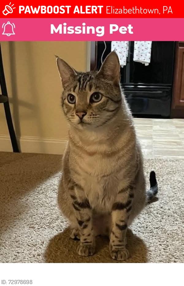 Lost Male Cat last seen Waterfowl Ln & Pintail Ln, Elizabethtown, PA 17022