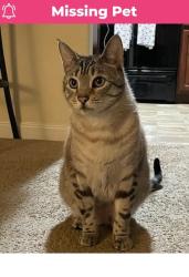 Lost Male Cat last seen Waterfowl Ln & Pintail Ln, Elizabethtown, PA 17022
