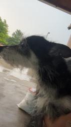 Found/Stray Female Dog last seen La banqueta Arlington TX pioneer , Arlington, TX 76010