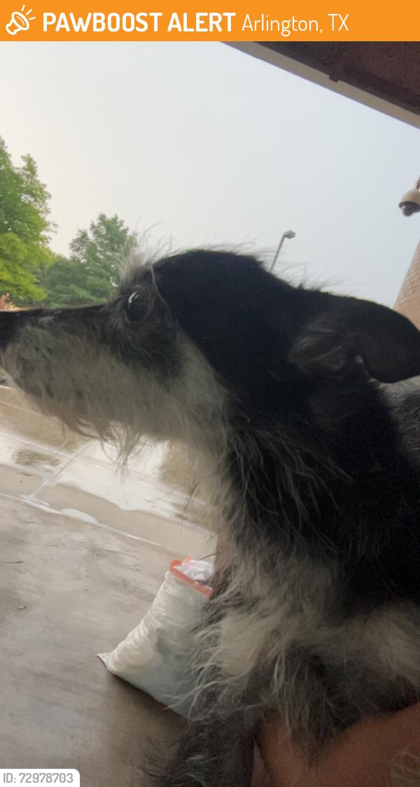 Found/Stray Female Dog last seen La banqueta Arlington TX pioneer , Arlington, TX 76010
