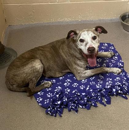 Shelter Stray Female Dog last seen S First St & E Johnson St, Madison, WI, Madison 6, City of, WI, 5132 Voges Rd, Madison, WI 53718, USA