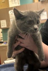 Shelter Stray Male Cat last seen Fishers, IN 46037, Fishers, IN 46038