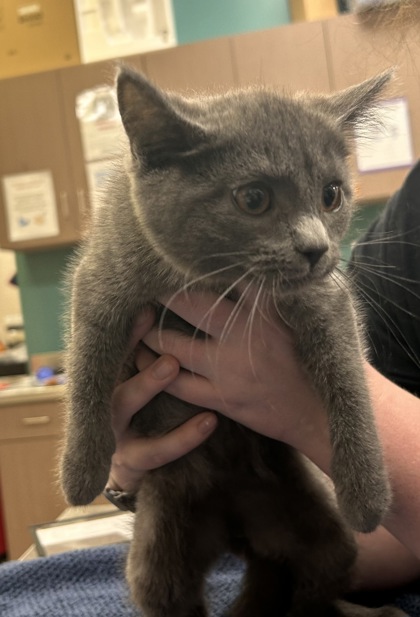 Shelter Stray Male Cat last seen Fishers, IN 46037, Fishers, IN 46038