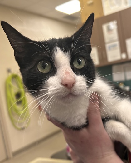Shelter Stray Female Cat last seen Westfield, IN 46032, Fishers, IN 46038