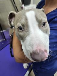 Shelter Stray Male Dog last seen North Charleston, SC 29405, North Charleston, SC 29406