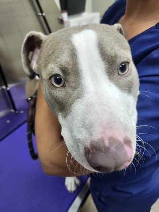 Shelter Stray Male Dog last seen North Charleston, SC 29405, North Charleston, SC 29406