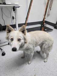 Shelter Stray Female Dog last seen Oakland, CA 94603, Oakland, CA 94601