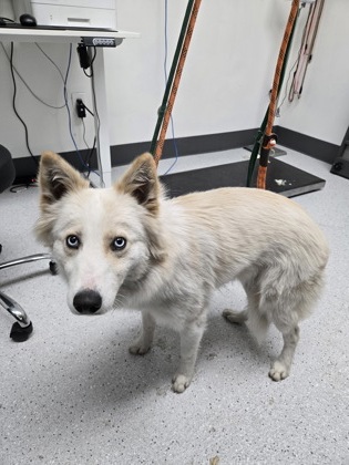 Shelter Stray Female Dog last seen Oakland, CA 94603, Oakland, CA 94601