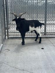Shelter Stray Unknown Goat last seen Grand Island, NE 68803, Grand Island, NE 68801
