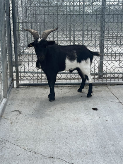Shelter Stray Unknown Goat last seen Grand Island, NE 68803, Grand Island, NE 68801