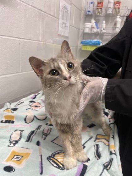 Shelter Stray Female Cat last seen Near Hague Ave, 21225, MD, Baltimore, MD 21230