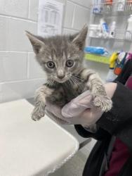 Shelter Stray Male Cat last seen Near Liberty Heights Ave, 21216, MD, Baltimore, MD 21230