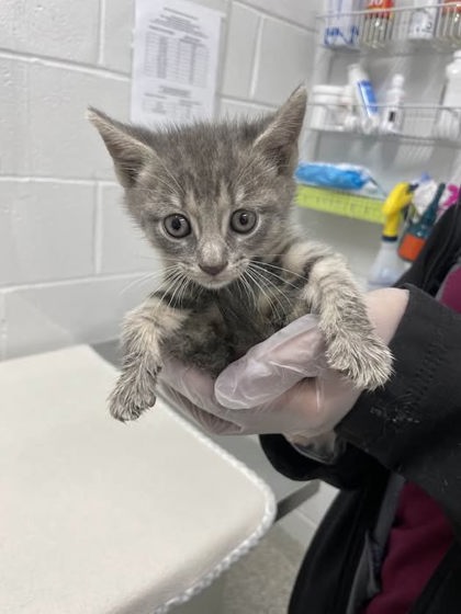 Shelter Stray Male Cat last seen Near Liberty Heights Ave, 21216, MD, Baltimore, MD 21230