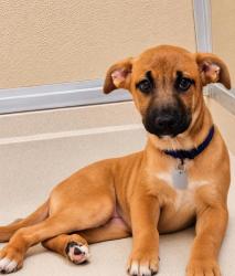 Shelter Stray Female Dog last seen Hamilton, OH 45013, Hamilton, OH 45011