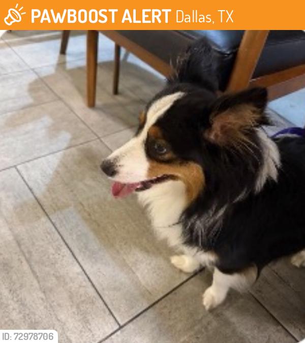Found/Stray Male Dog last seen Forest lane and central expressway, Dallas, TX 75230