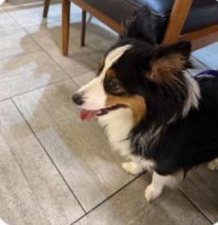 Found/Stray Male Dog last seen Forest lane and central expressway, Dallas, TX 75230