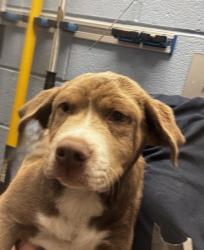 Shelter Stray Male Dog last seen Near The Oaks, Clarkston, GA 30021, 30021, GA, Atlanta, GA 30341