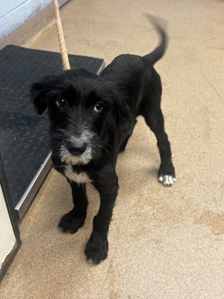 Shelter Stray Male Dog last seen Near Young Road Lithonia, 30058, 30058, GA, 3280 Chamblee Dunwoody Rd, Chamblee, GA 30341, USA