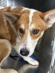 Shelter Stray Male Dog last seen , , TX, 355 Hillshire Dr, Haslet, TX 76052, USA
