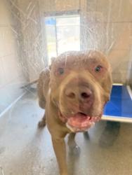 Shelter Stray Male Dog last seen , OH , Cleveland, OH 44102