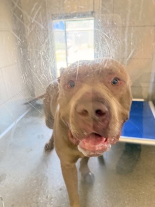Shelter Stray Male Dog last seen , OH , Cleveland, OH 44102