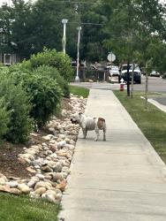 Found/Stray Male Dog last seen Trailside academy, Denver, CO 80221