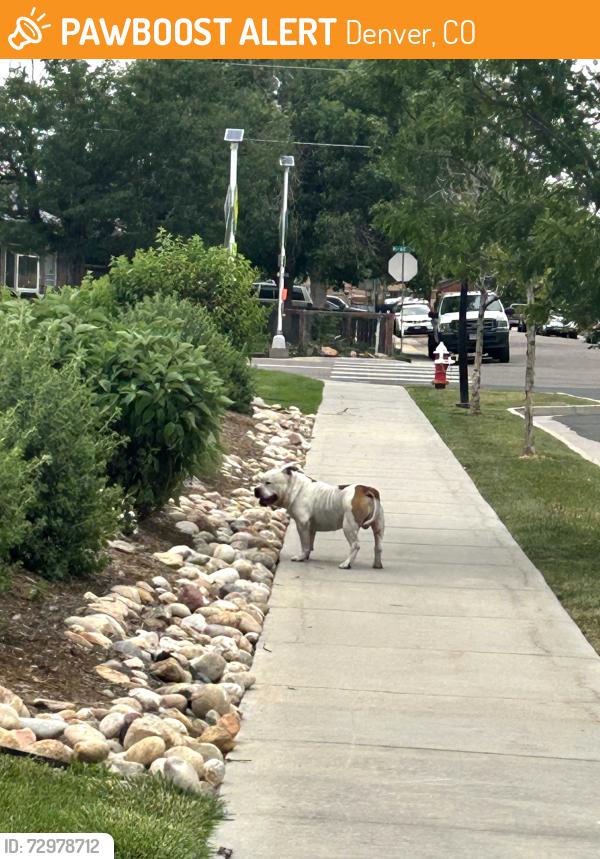 Found/Stray Male Dog last seen Trailside academy, Denver, CO 80221