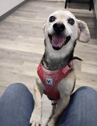 Lost Male Dog last seen N halfmoon and Wilson Rd, Bakersfield, CA 93309