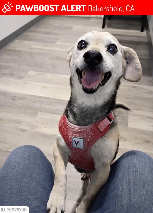 Lost Male Dog last seen N halfmoon and Wilson Rd, Bakersfield, CA 93309
