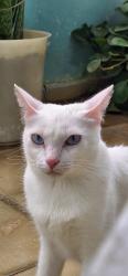 Lost Female Cat last seen Medina Dr, close to Metro Rd, Georgina, ON L4P 1H4
