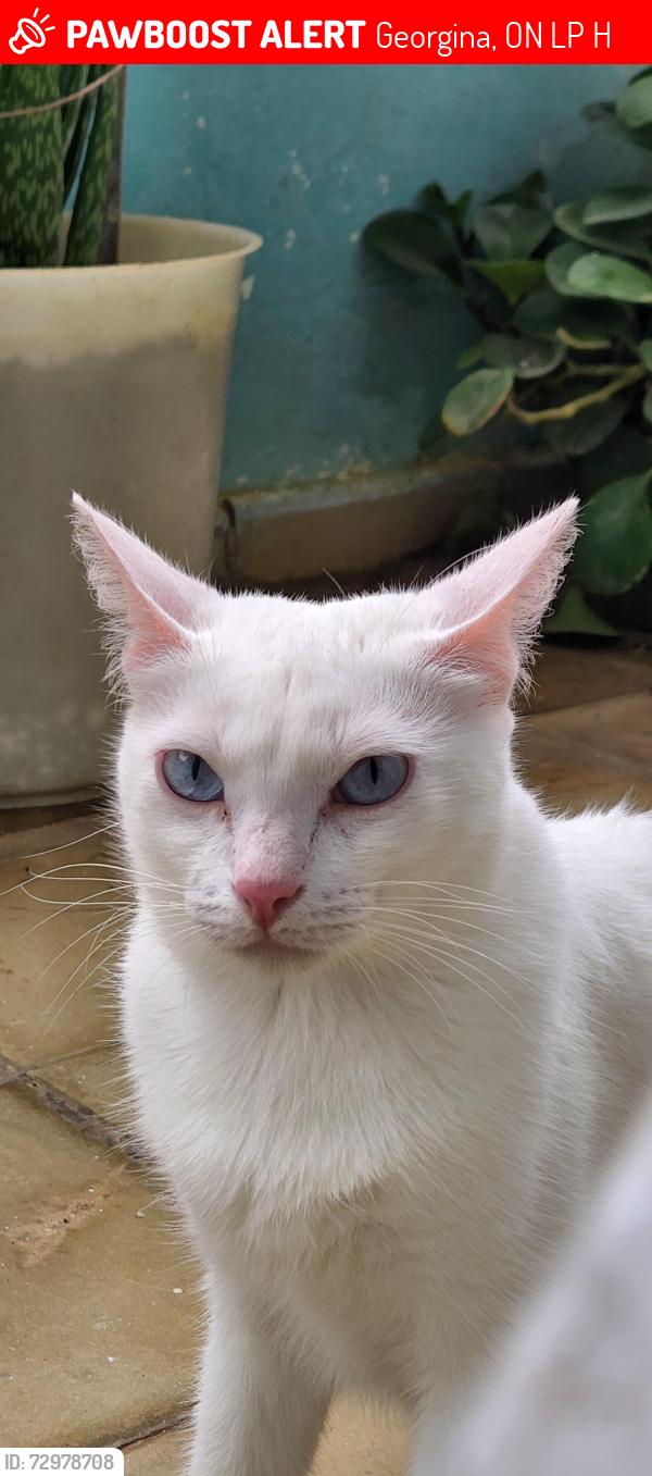 Lost Female Cat last seen Medina Dr, close to Metro Rd, Georgina, ON L4P 1H4