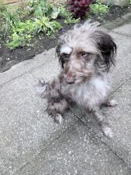 Reunited Female Dog last seen Champion Road , Chattanooga, TN 37416