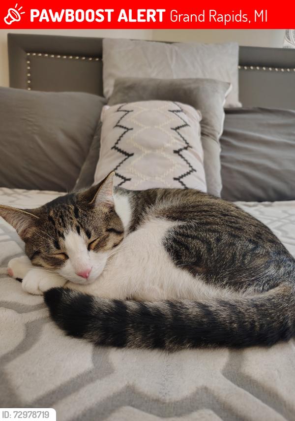 Lost Male Cat last seen Burton and Linden in Garfield Park, Grand Rapids, MI 49507