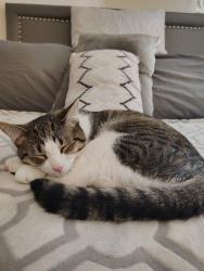 Lost Male Cat last seen Burton and Linden in Garfield Park, Grand Rapids, MI 49507