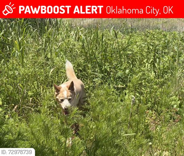 Lost Male Dog last seen Wilshire blvd/n Oklahoma av, Oklahoma City, OK 73114