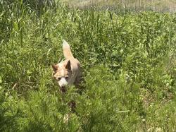 Lost Male Dog last seen Wilshire blvd/n Oklahoma av, Oklahoma City, OK 73114