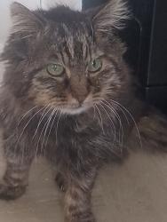 Lost Male Cat last seen Barn hall avenue Colchester , Essex, England CO2 8SZ