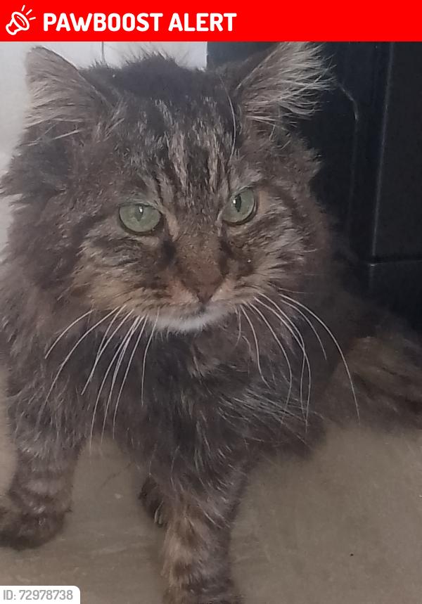 Lost Male Cat last seen Barn hall avenue Colchester , Essex, England CO2 8SZ