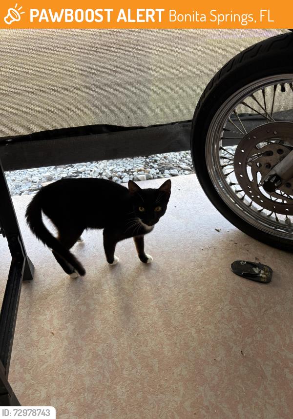 Found/Stray Unknown Cat last seen West Terry st, Bonita Springs, FL 34135