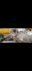 Reunited Female Cat last seen Lilac lane, Thornhurst Township, PA 18424