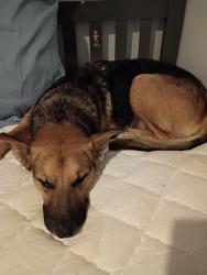 Found/Stray Female Dog last seen Waco Texas, Waco, TX 76710