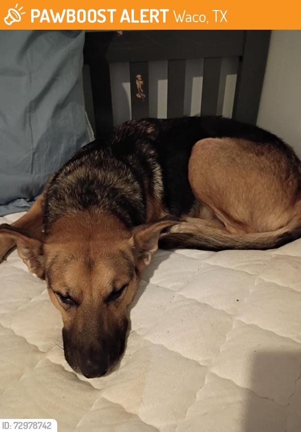 Found/Stray Female Dog last seen Waco Texas, Waco, TX 76710