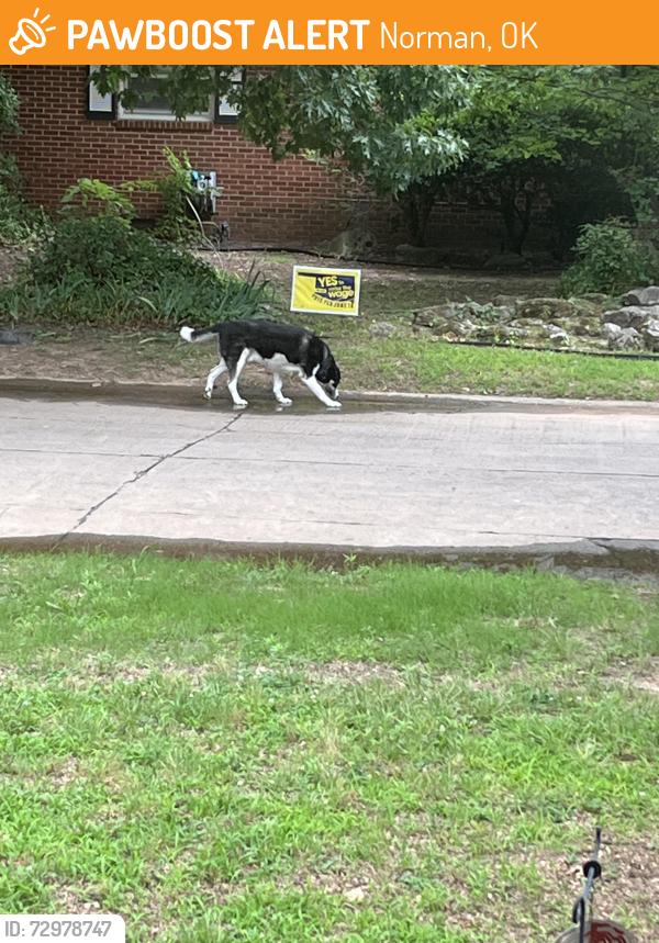 Found/Stray Unknown Dog last seen Caddell Lane & Wylie, Norman, OK 73069
