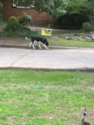 Found/Stray Unknown Dog last seen Caddell Lane & Wylie, Norman, OK 73069
