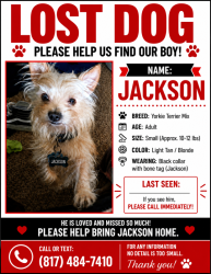 Lost Male Dog last seen 16th Street  and Lincoln Ave 76164, Fort Worth, TX 76164