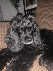 Lost Female Dog last seen Near Welch hse ln , Katy, TX 77493