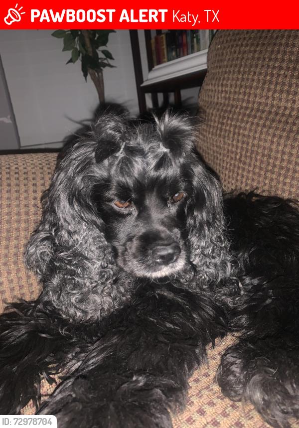 Lost Female Dog last seen Near Welch hse ln , Katy, TX 77493