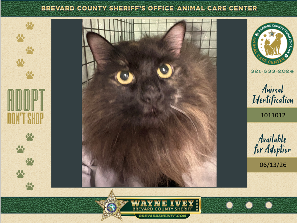 Shelter Stray Female Cat last seen Near Summerwind Court, MELBOURNE, FL, 32904, 5100 W Eau Gallie Blvd, Melbourne, FL 32934, USA
