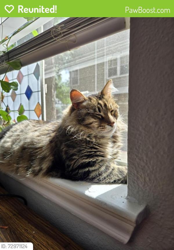 Reunited Male Cat last seen Villages of Cypress Creek , Houston, TX 77070