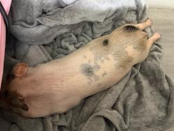 Shelter Stray Female Other last seen Beacon Street, San Diego, CA, 92114, San Diego, CA 92110